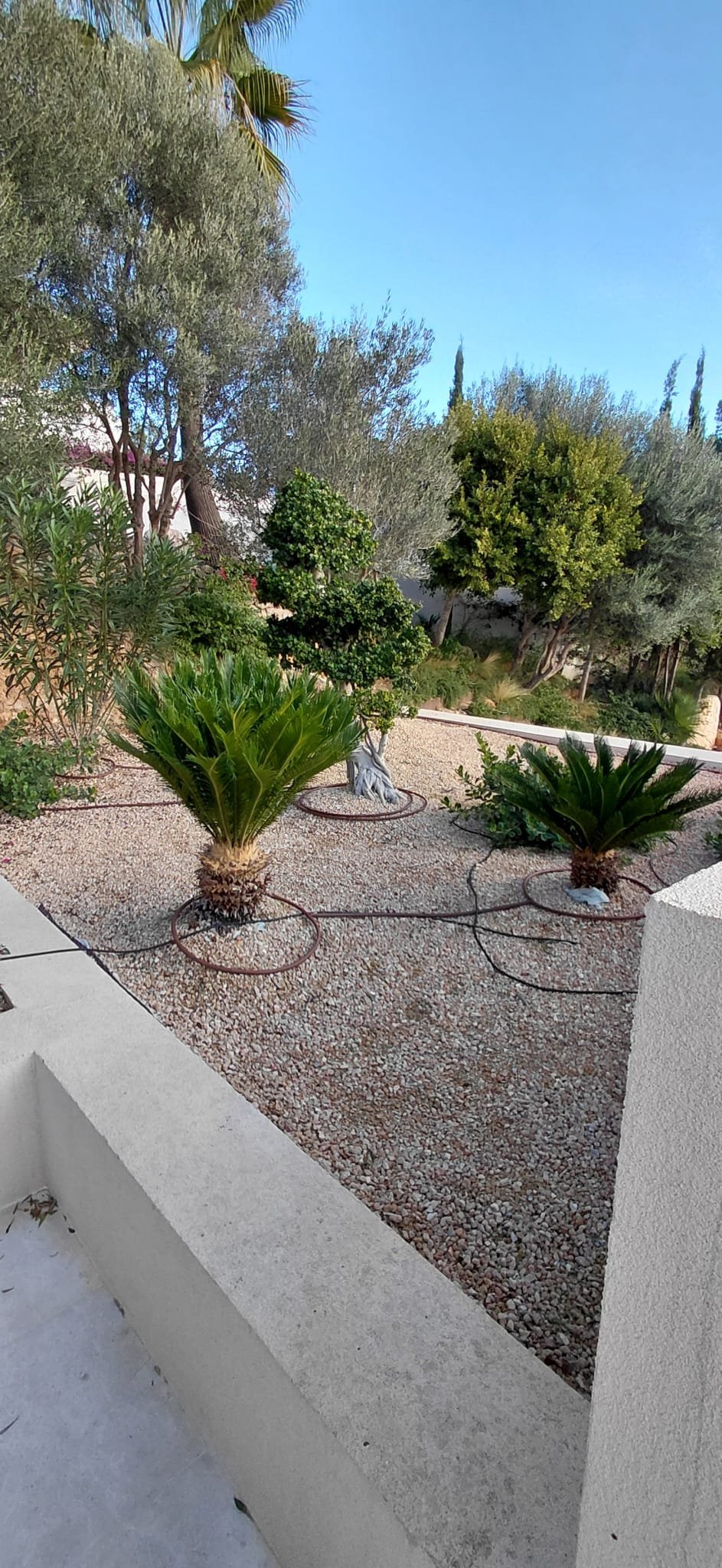 lamine-muller-jardineria-mallorca-6